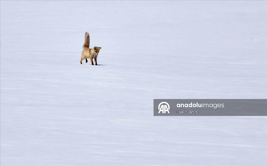 Kars'ta aç kalan kızıl tilkiler fare avına çıktı