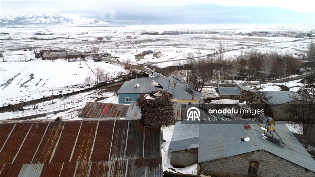 منذ 44 عاما.. لقالق تعود إلى العش نفسه في موش التركية