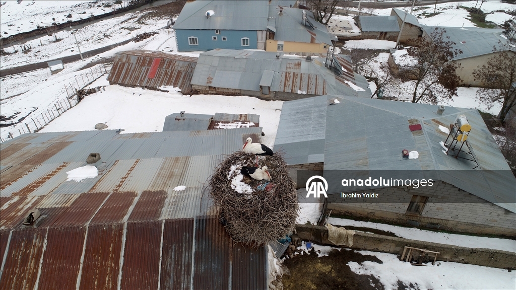 منذ 44 عاما.. لقالق تعود إلى العش نفسه في موش التركية