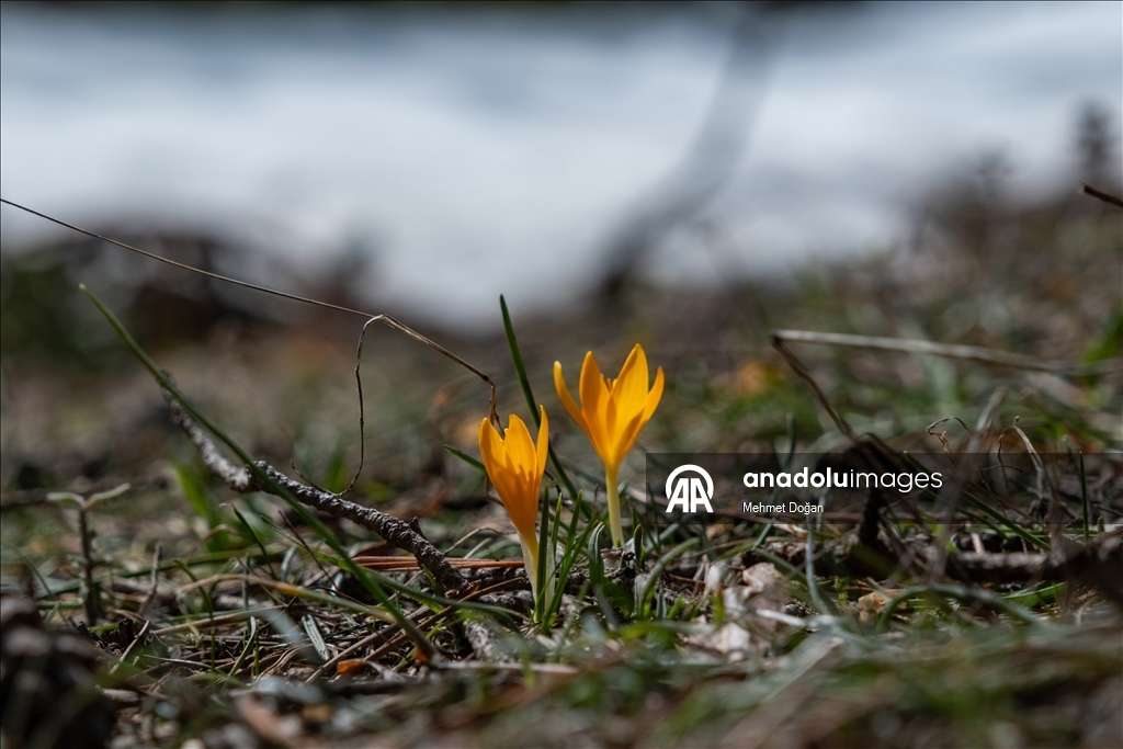 В Йозгате с потеплением воздуха распустились цветы, придав природе яркие краски