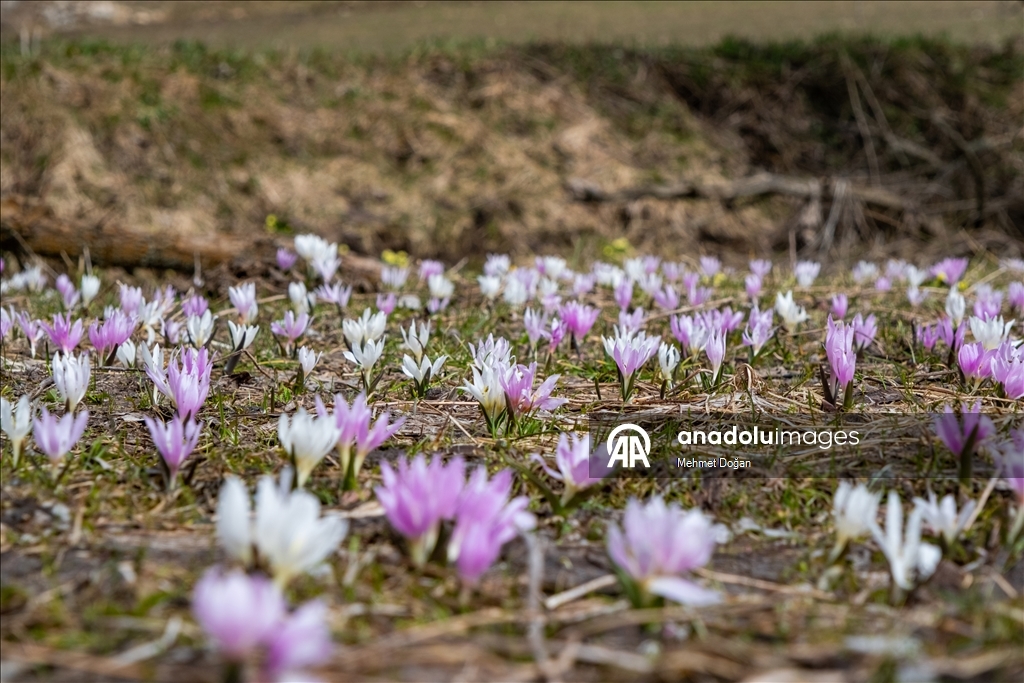 В Йозгате с потеплением воздуха распустились цветы, придав природе яркие краски