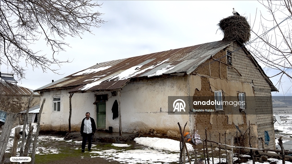 منذ 44 عاما.. لقالق تعود إلى العش نفسه في موش التركية