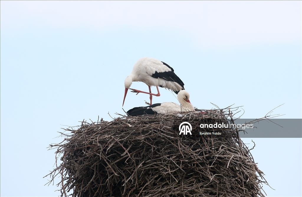 منذ 44 عاما.. لقالق تعود إلى العش نفسه في موش التركية