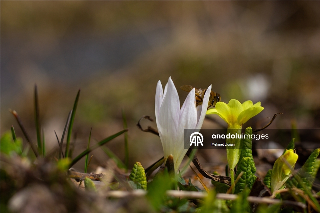 В Йозгате с потеплением воздуха распустились цветы, придав природе яркие краски