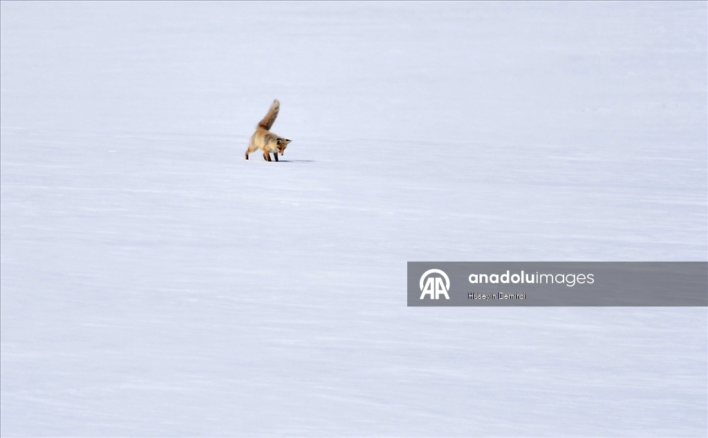 Kars'ta aç kalan kızıl tilkiler ava çıktı
