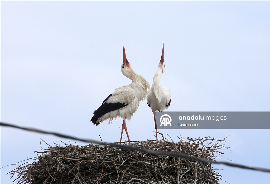 منذ 44 عاما.. لقالق تعود إلى العش نفسه في موش التركية
