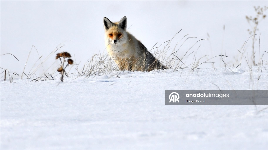 Kars'ta aç kalan kızıl tilkiler ava çıktı