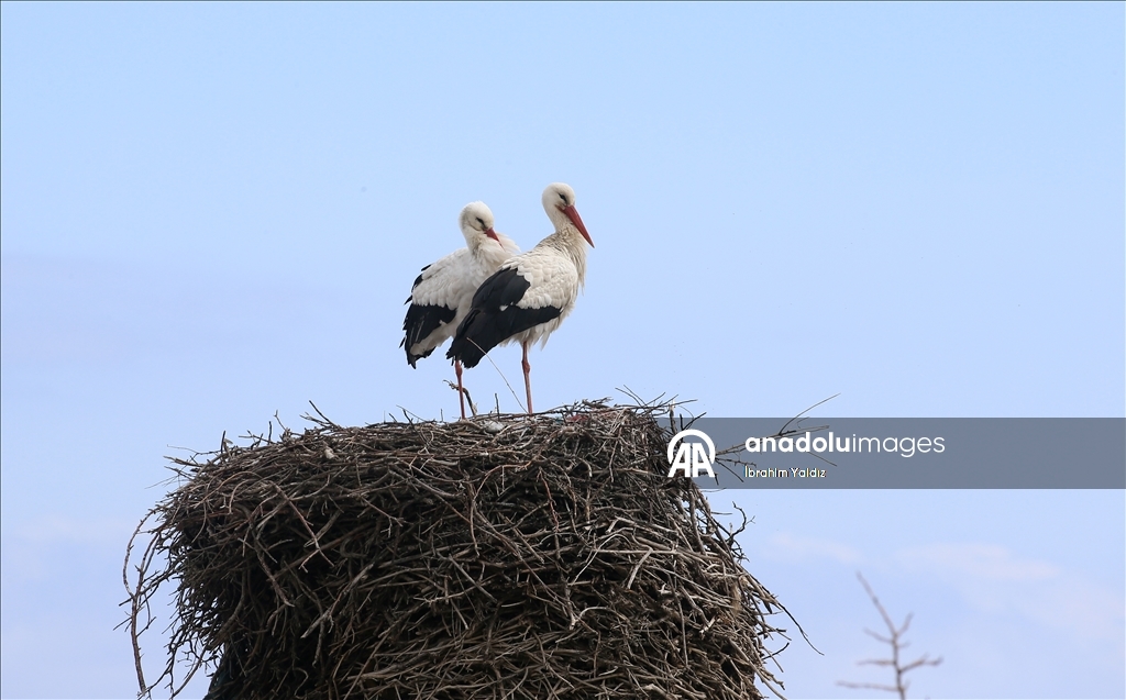 منذ 44 عاما.. لقالق تعود إلى العش نفسه في موش التركية