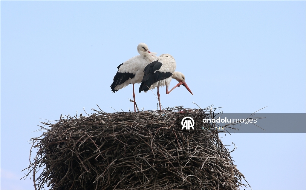 منذ 44 عاما.. لقالق تعود إلى العش نفسه في موش التركية