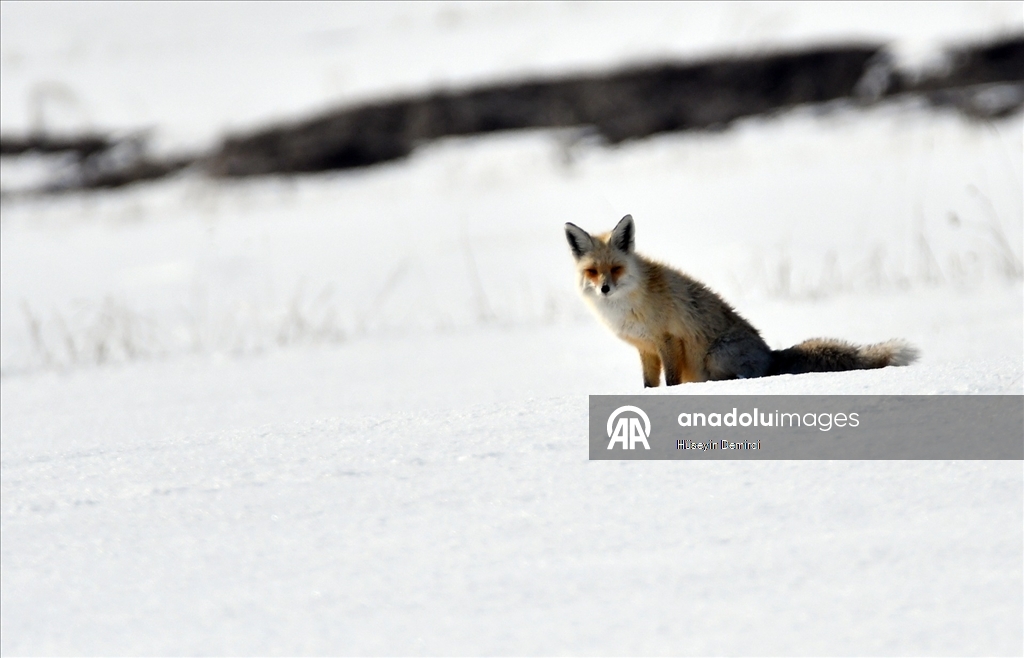 Kars'ta aç kalan kızıl tilkiler fare avına çıktı