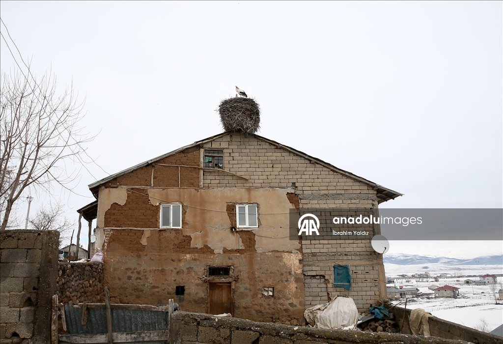 منذ 44 عاما.. لقالق تعود إلى العش نفسه في موش التركية