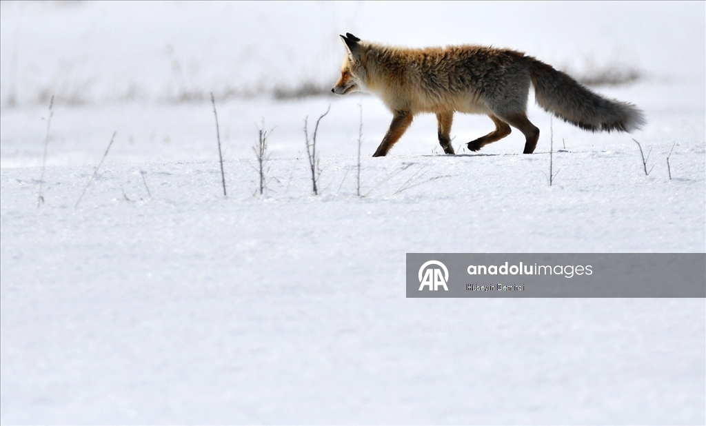 Kars'ta aç kalan kızıl tilkiler fare avına çıktı