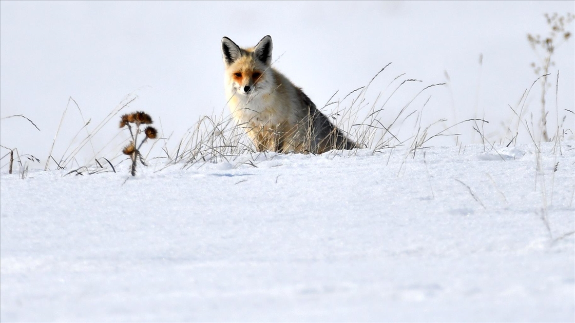 Kars'ta aç kalan kızıl tilkiler ava çıktı