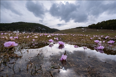 Yozgat'ta havanın ısınmasıyla açan çiçekler doğaya renk kattı
