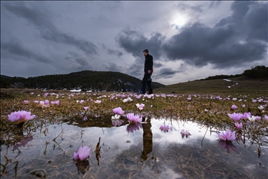 В Йозгате с потеплением воздуха распустились цветы, придав природе яркие краски
