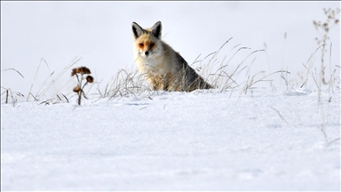 Kars'ta aç kalan kızıl tilkiler ava çıktı