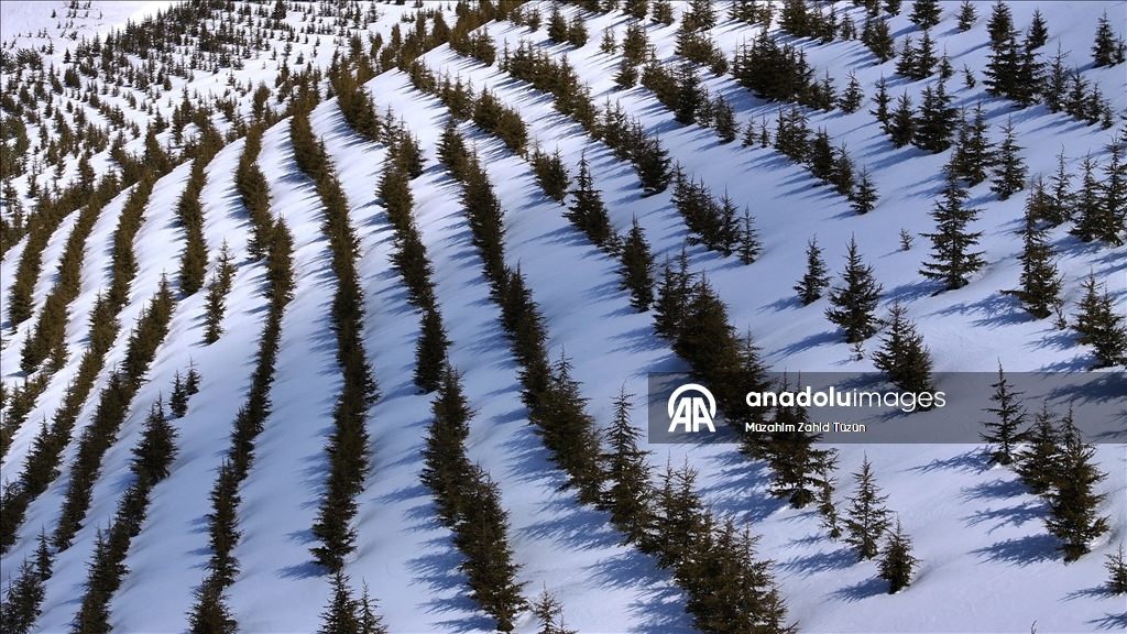 Erciyes'te 15 yılda yaklaşık 7 milyon fidan toprakla buluşturuldu