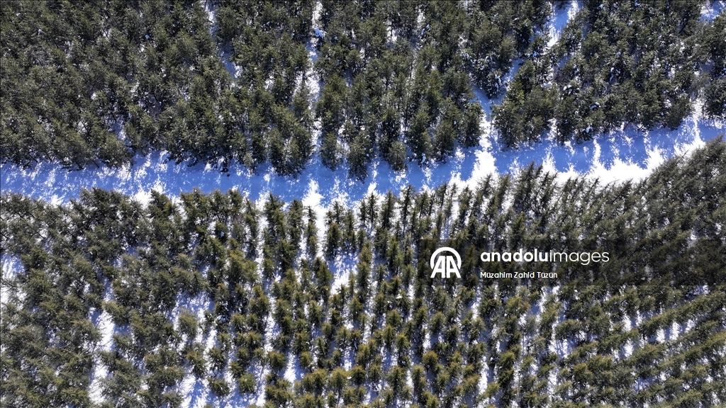 Erciyes'te 15 yılda yaklaşık 7 milyon fidan toprakla buluşturuldu