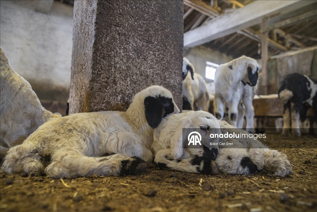 Besiciler kuzu ve oğlak doğumlarında zorlu mücadele veriyor
