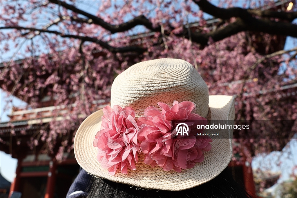 Japonya’daki sakura ağaçları Tokyo sokaklarını renklendirmeye başladı