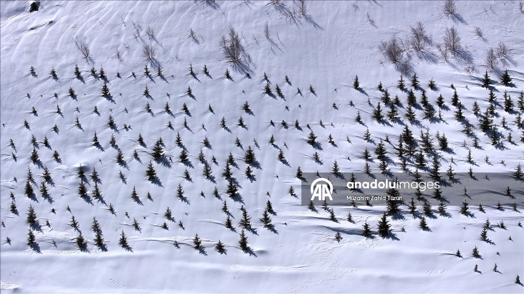 Erciyes'te 15 yılda yaklaşık 7 milyon fidan toprakla buluşturuldu