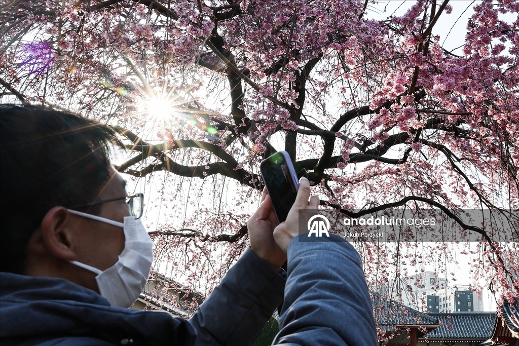 Japonya’daki sakura ağaçları Tokyo sokaklarını renklendirmeye başladı