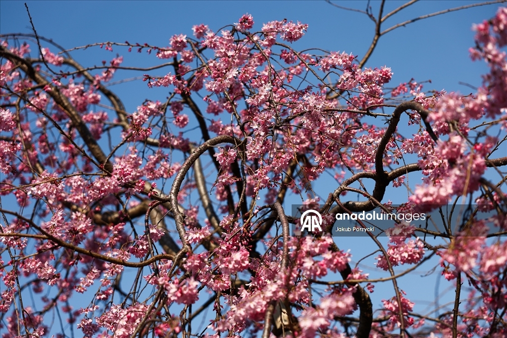 Japonya’daki sakura ağaçları Tokyo sokaklarını renklendirmeye başladı