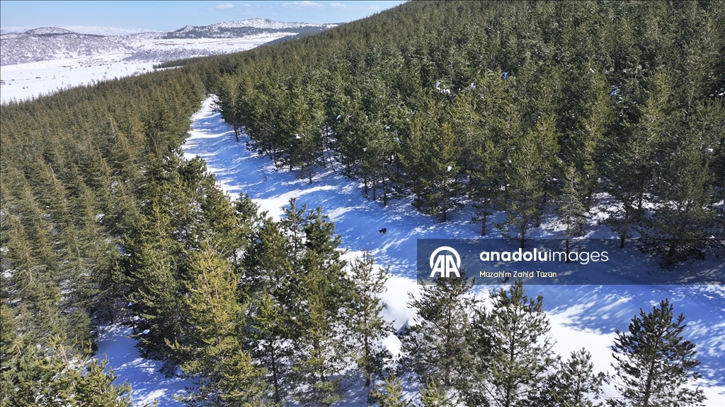 Erciyes'te 15 yılda yaklaşık 7 milyon fidan toprakla buluşturuldu