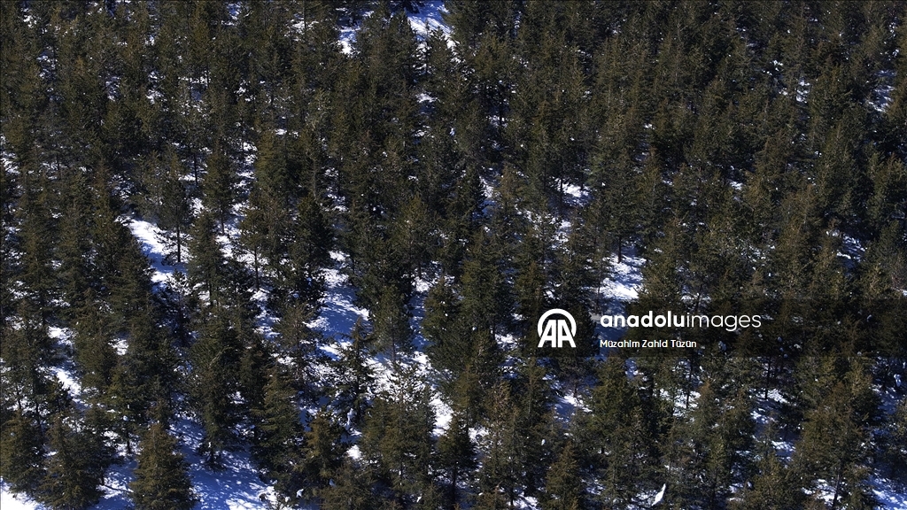 Erciyes'te 15 yılda yaklaşık 7 milyon fidan toprakla buluşturuldu