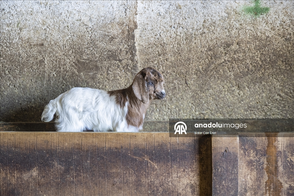 Besiciler kuzu ve oğlak doğumlarında zorlu mücadele veriyor