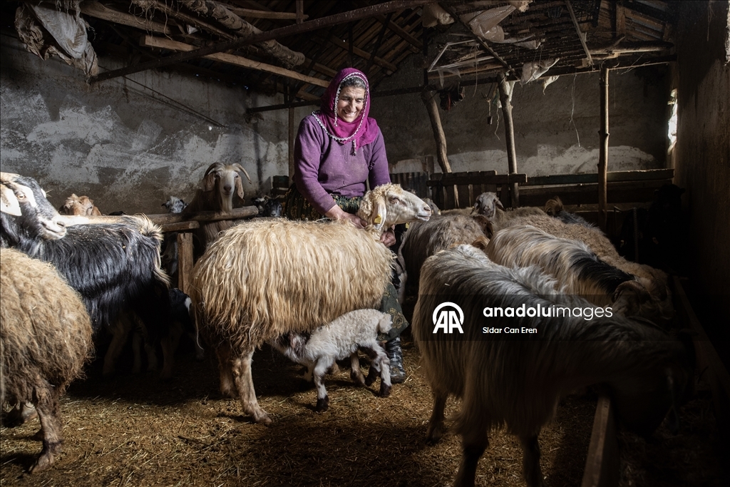 Besiciler kuzu ve oğlak doğumlarında zorlu mücadele veriyor