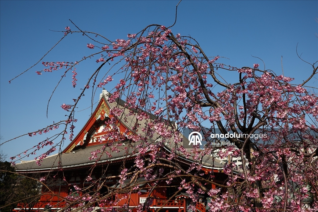 Japonya’daki sakura ağaçları Tokyo sokaklarını renklendirmeye başladı