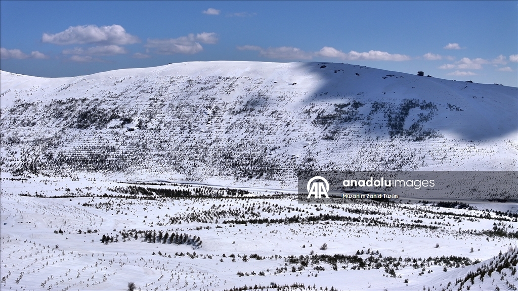 Erciyes'te 15 yılda yaklaşık 7 milyon fidan toprakla buluşturuldu