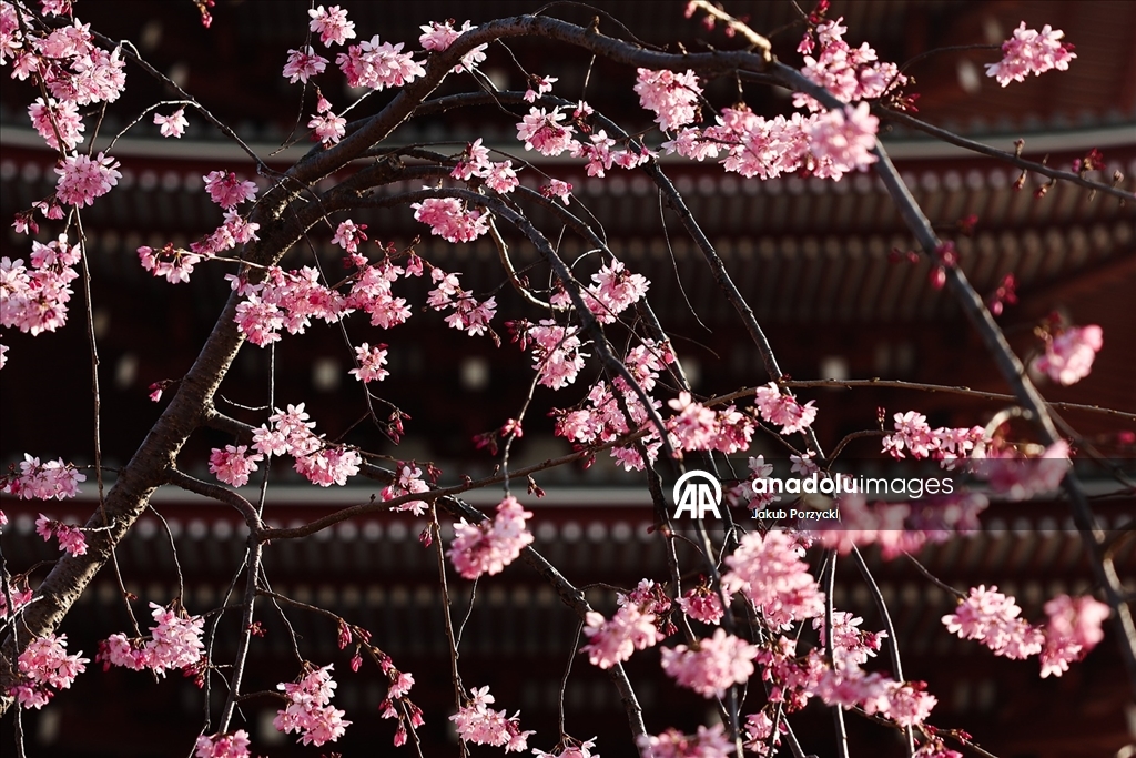 Japonya’daki sakura ağaçları Tokyo sokaklarını renklendirmeye başladı