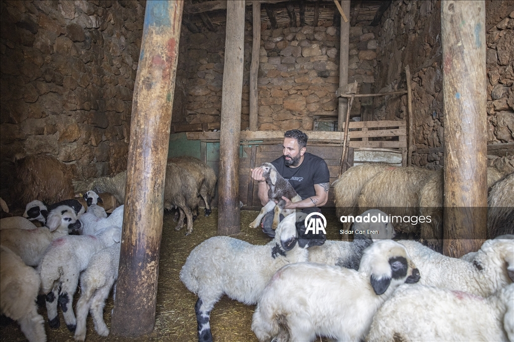 Besiciler kuzu ve oğlak doğumlarında zorlu mücadele veriyor