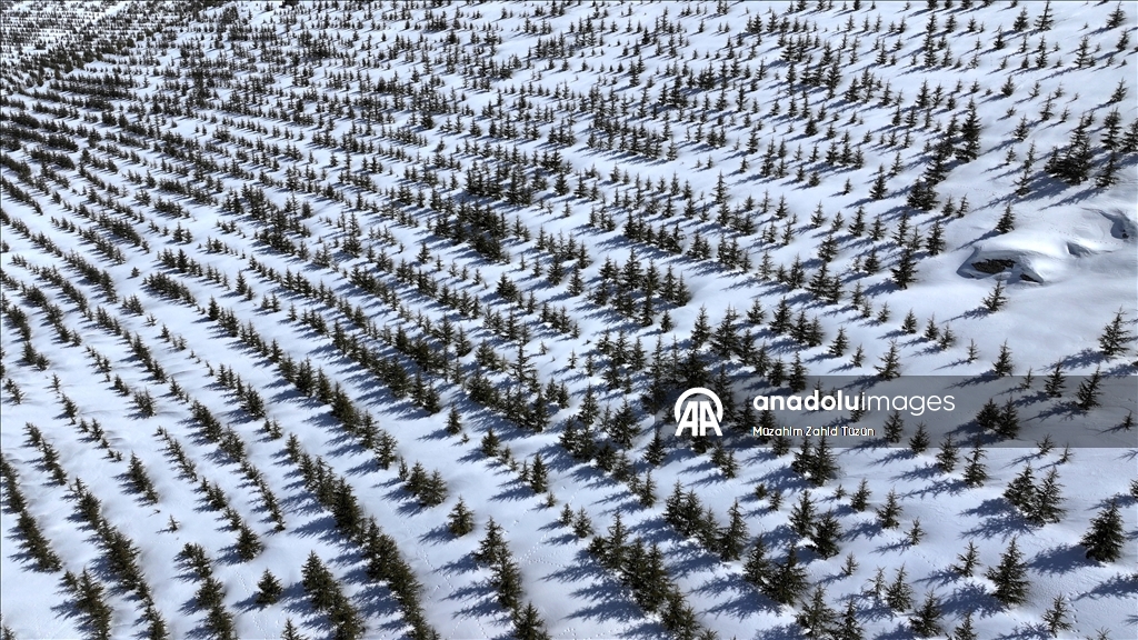 Erciyes'te 15 yılda yaklaşık 7 milyon fidan toprakla buluşturuldu