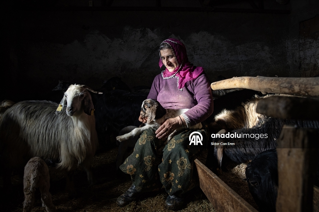 Besiciler kuzu ve oğlak doğumlarında zorlu mücadele veriyor