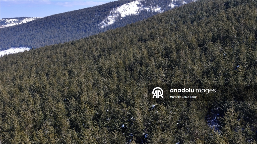 Erciyes'te 15 yılda yaklaşık 7 milyon fidan toprakla buluşturuldu
