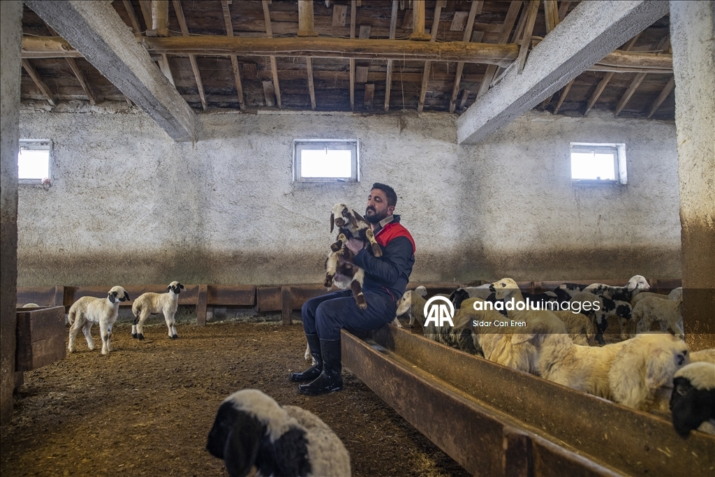 Besiciler kuzu ve oğlak doğumlarında zorlu mücadele veriyor