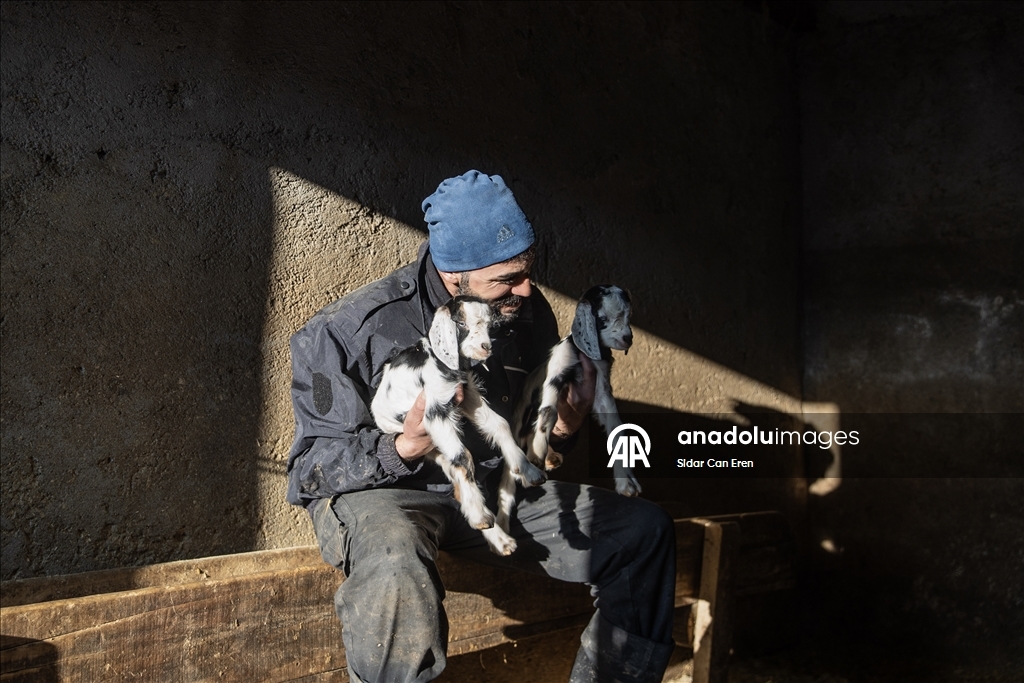 Besiciler kuzu ve oğlak doğumlarında zorlu mücadele veriyor