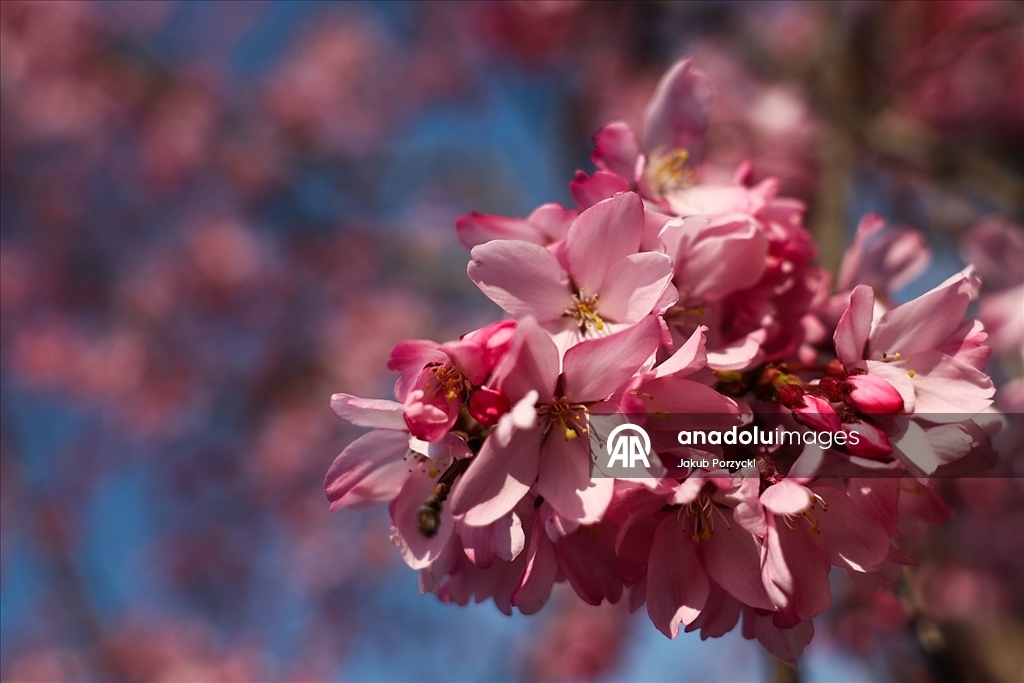 Japonya’daki sakura ağaçları Tokyo sokaklarını renklendirmeye başladı