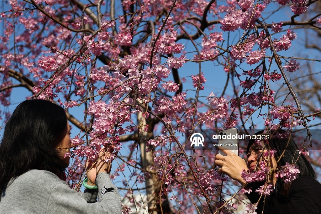 Japonya’daki sakura ağaçları Tokyo sokaklarını renklendirmeye başladı