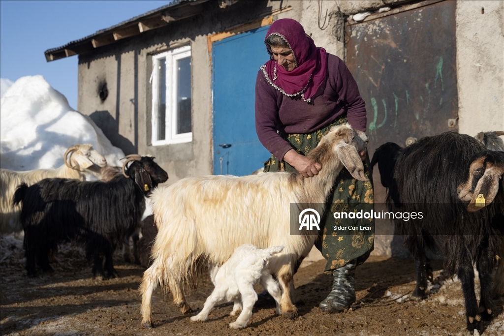 Besiciler kuzu ve oğlak doğumlarında zorlu mücadele veriyor