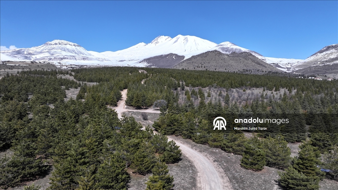 Erciyes'te 15 yılda yaklaşık 7 milyon fidan toprakla buluşturuldu