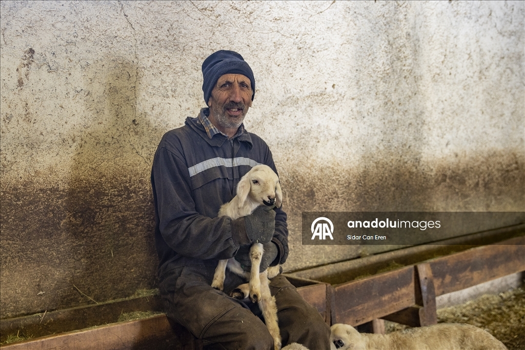 Besiciler kuzu ve oğlak doğumlarında zorlu mücadele veriyor