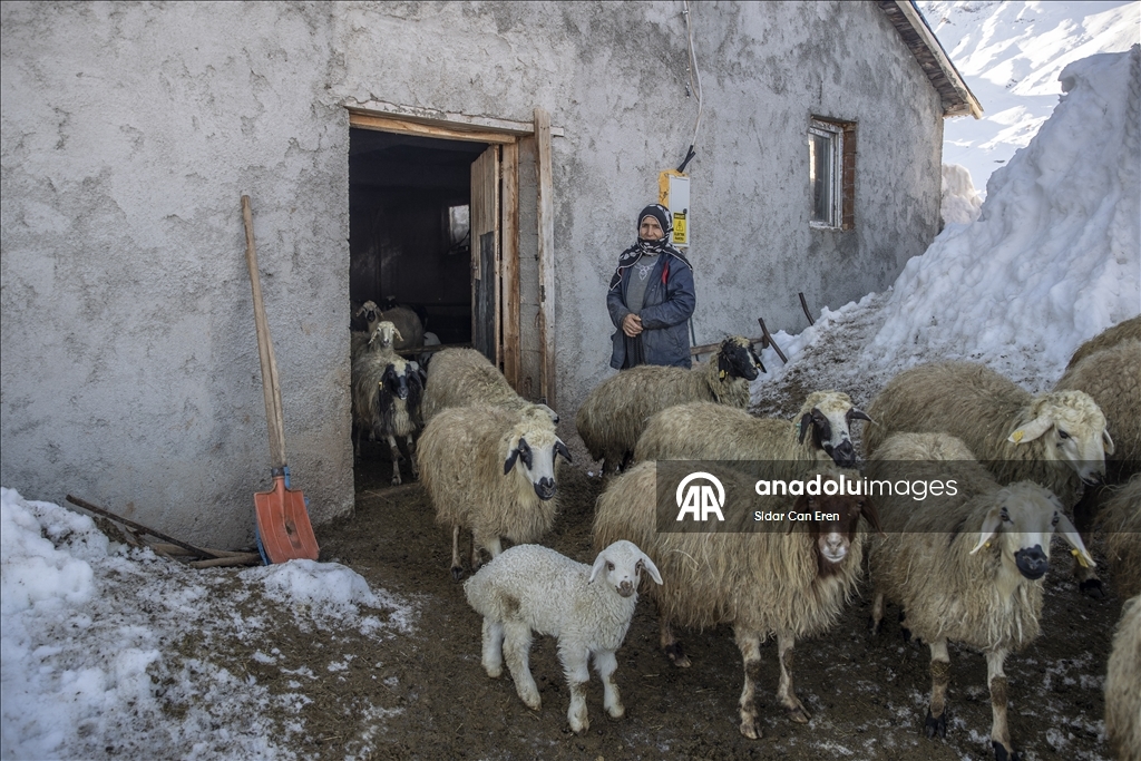Besiciler kuzu ve oğlak doğumlarında zorlu mücadele veriyor