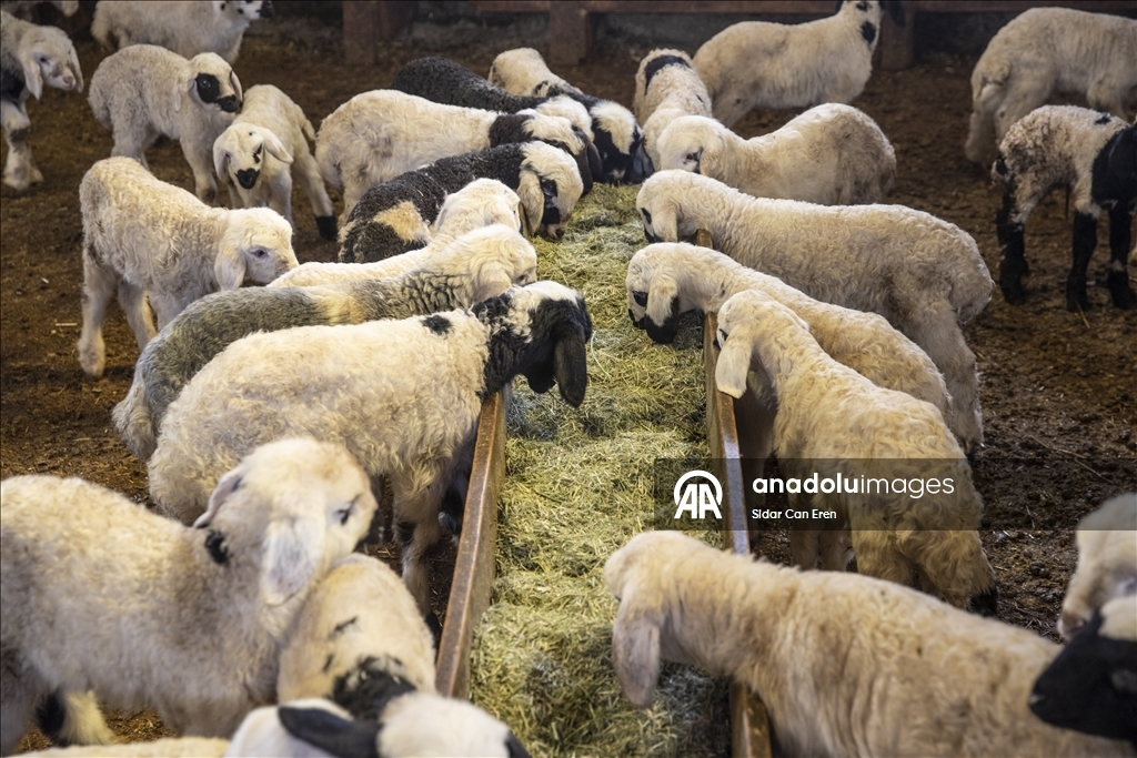 Besiciler kuzu ve oğlak doğumlarında zorlu mücadele veriyor
