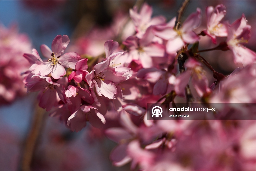 Japonya’daki sakura ağaçları Tokyo sokaklarını renklendirmeye başladı