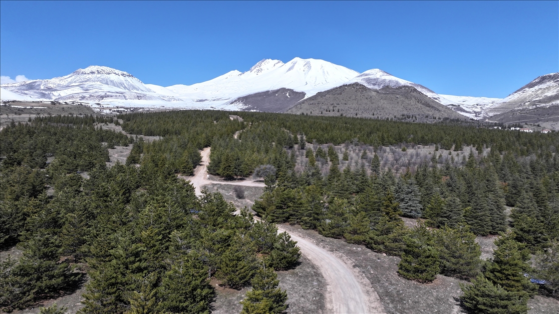 Erciyes'te 15 yılda yaklaşık 7 milyon fidan toprakla buluşturuldu