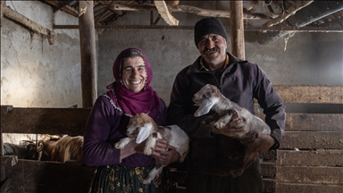  Besiciler kuzu ve oğlak doğumlarında zorlu mücadele veriyor